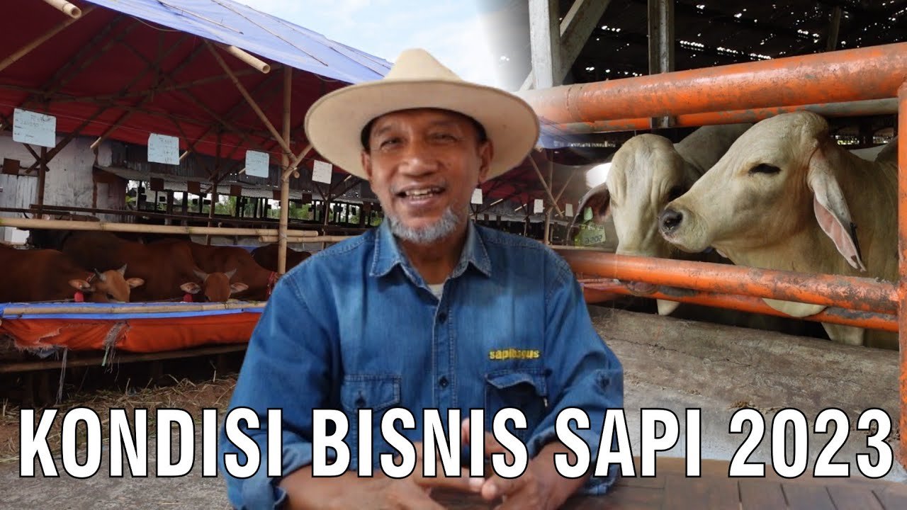 
                                 Kondisi-Bisnis-Sapi-2023